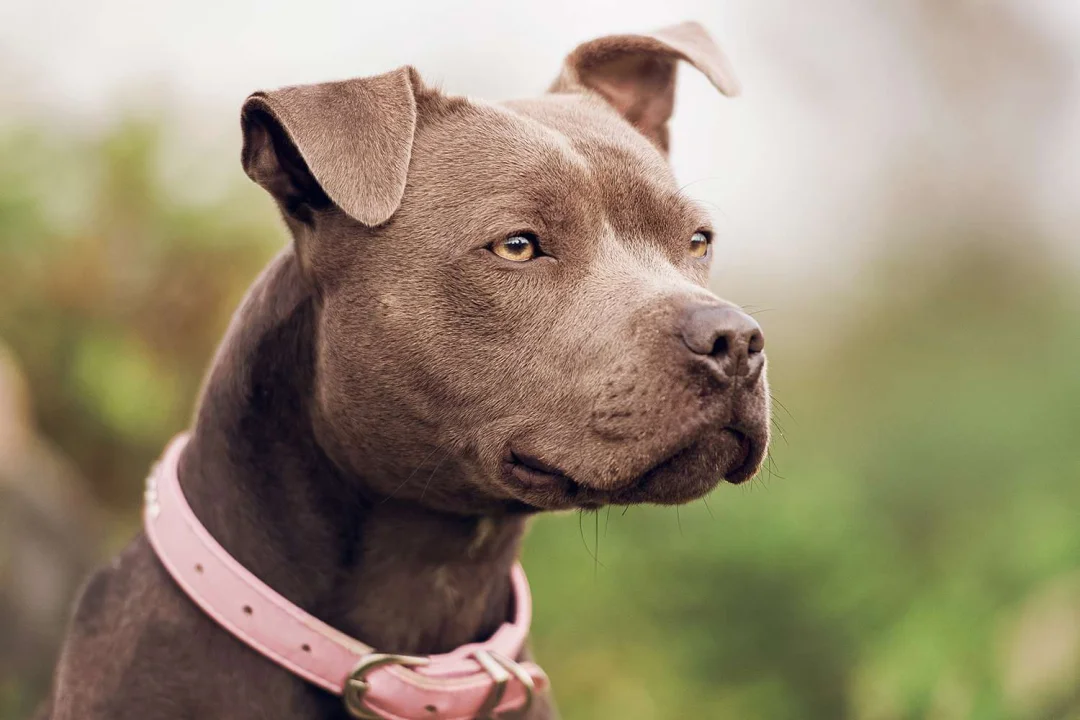 Dünyanın En Tehlikeli Köpeği Hangisidir?
