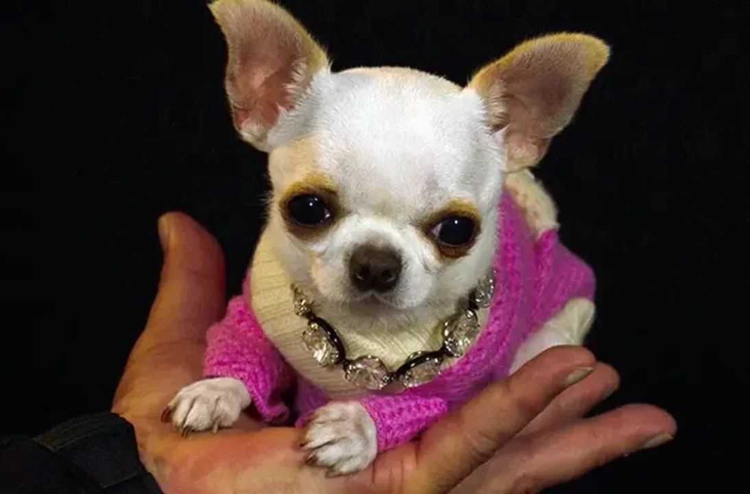 Dünyanın En Küçük Köpeği Hangisidir?